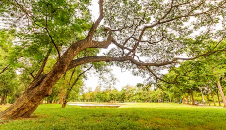 Park picture with tree